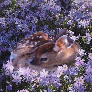 Meet your Posher, Sofia! 🌷🎀